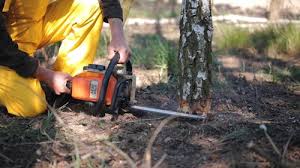 Best Lawn Disease Treatment  in Naval Academy, MD