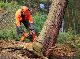 Best Tree Mulching  in Naval Academy, MD