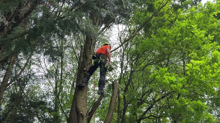 Best Tree Trimming and Pruning  in Naval Academy, MD