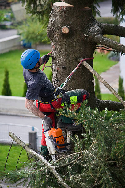 Best Emergency Tree Removal  in Naval Academy, MD