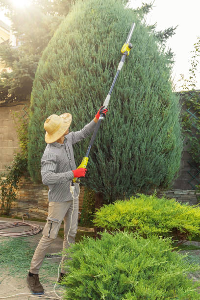 Best Organic Lawn Care Solutions  in Naval Academy, MD