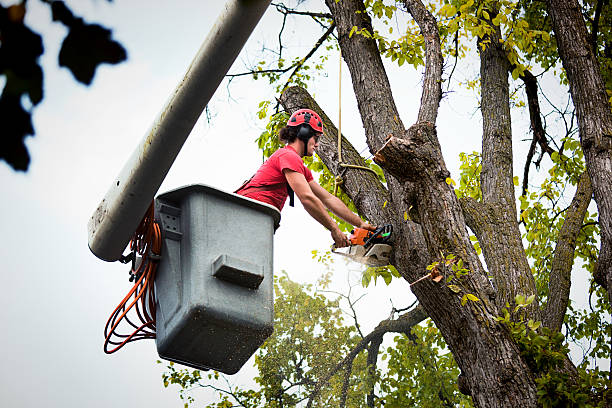 Best Firewood Processing and Delivery  in Naval Academy, MD